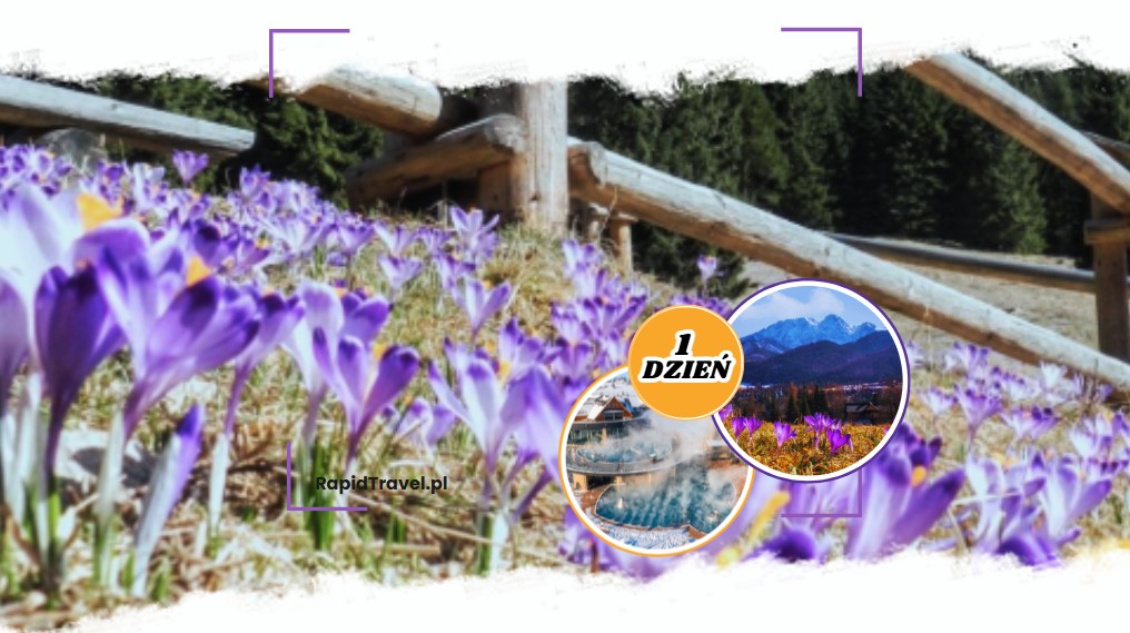 Krokusy w Dolinie Chochołowskiej i Termy